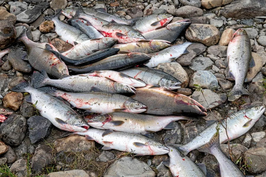 Naturvernforbundet i Finnmark mener pukkellaksen er en enrom tilleggsbelastning på bestandene av annen vill laksefisk.