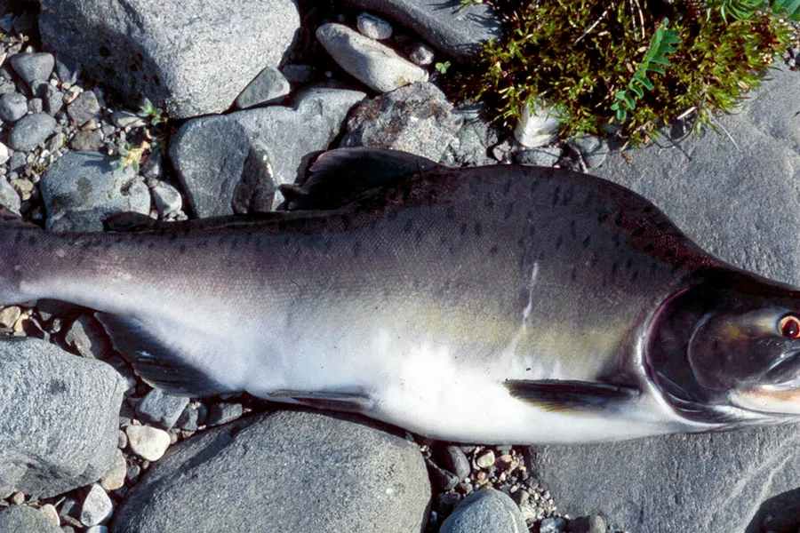 Pukkellaksen som naturlig hører hjemme i Stillehavet er å finne i mange norske vassdrag. Her kjønnsmoden hannfisk. Den har en pukkelliknende forhøyning på fremre del av ryggen, derav navnet pukkellaks.