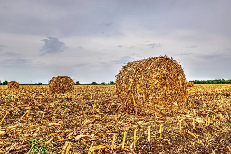 Rolled corn stover (ie, the non-edible parts of the maize plant) is a waste biomass that can be used for bioenergy with carbon capture and storage.