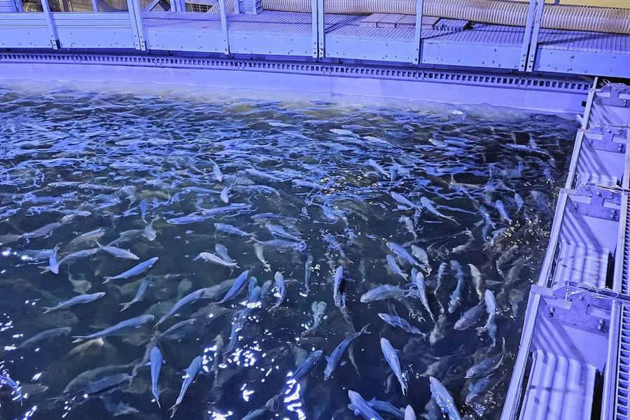 Fredrikstad Seafood kastet ut laksen, og produserer nå yellowtail kingfish på anlegget sitt i Fredrikstad. Reportasjen fra anlegget var den mest leste blant abonnentene til Intrafish i mars.