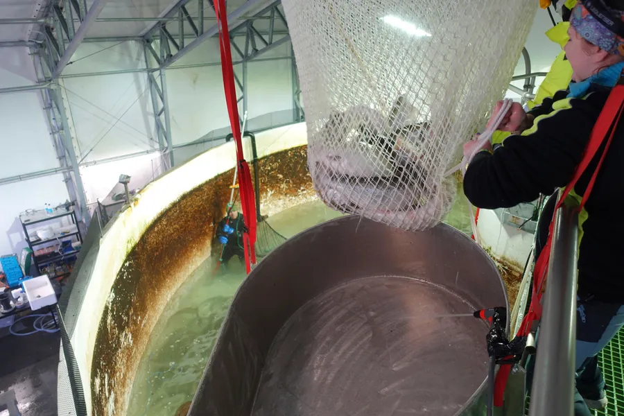 Dødeligheten i pilotanlegget til Ecofishcircle i Lyngdal var på lave 1,6 prosent da siste rest av fisk ble slaktet mandag formiddag.