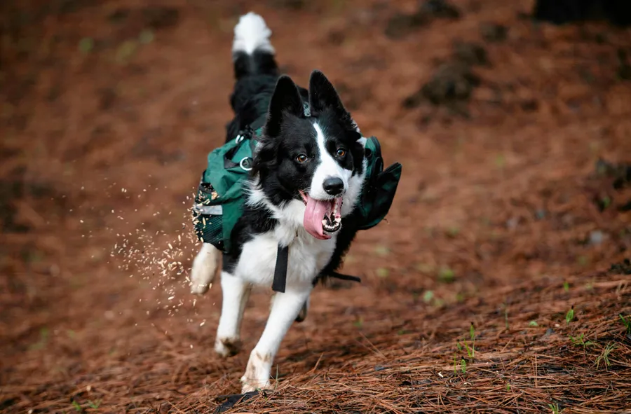 A trained border collie runs through a Chilean forest devastated by massive fire, while sowing tree seeds that fall to the ground from their special backpacks.