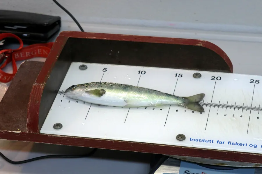 Forskarane følger nøye med på størrelsen på fisken heilt frå byrjinga og til den skal undersøkast for siste gong.