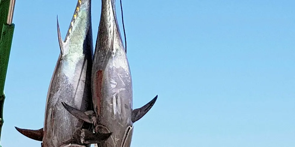 Bluefin tuna.