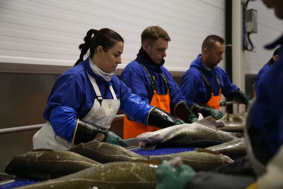 Store mengder skrei ble landet hos Jangaard Export Sjøanlegget på Andenes i forrige uke. Noe av fisken ble sendt videre på bil til konsernets anlegg i Stamsund, hvor skreien ikke har meldt sin ankomst.