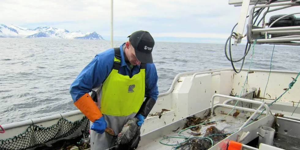 I GANG: Årets rognkjeksfiske er for lengst i gang i de nordligste fylkene. Her et glimt fra i fjor om bord hos John Einar Engen på feltet utenfor Sommarøy i Troms.Foto: Charles Aas, Norges Råfisklag