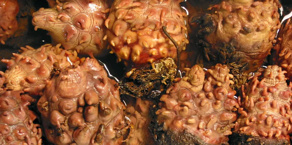 Sea pineapples for sale at a Tokyo fish market.