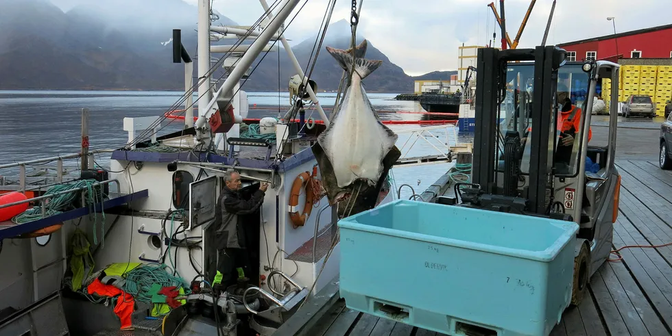 GOD KVALITET: Det er kveitetid. Fisker Kurt Borg fra Korsfjorden i Alta leverer to fine eksemplarer til bruket i Øksfjord.