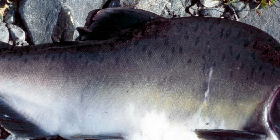 PUKKELLAKS: Pukkellaksen som naturlig hører hjemme i Stillehavet er å finne i mange norske vassdrag. Her kjønnsmoden hannfisk. Den har en pukkelliknende forhøyning på fremre del av ryggen, derav navnet pukkellaks.