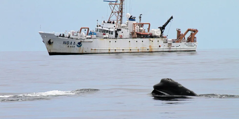 Det amerikanske havovervåkingsorganet NOAA har opprettet et område med begrensninger på fart for å beskytte de truede nordatlantiske retthvalene.