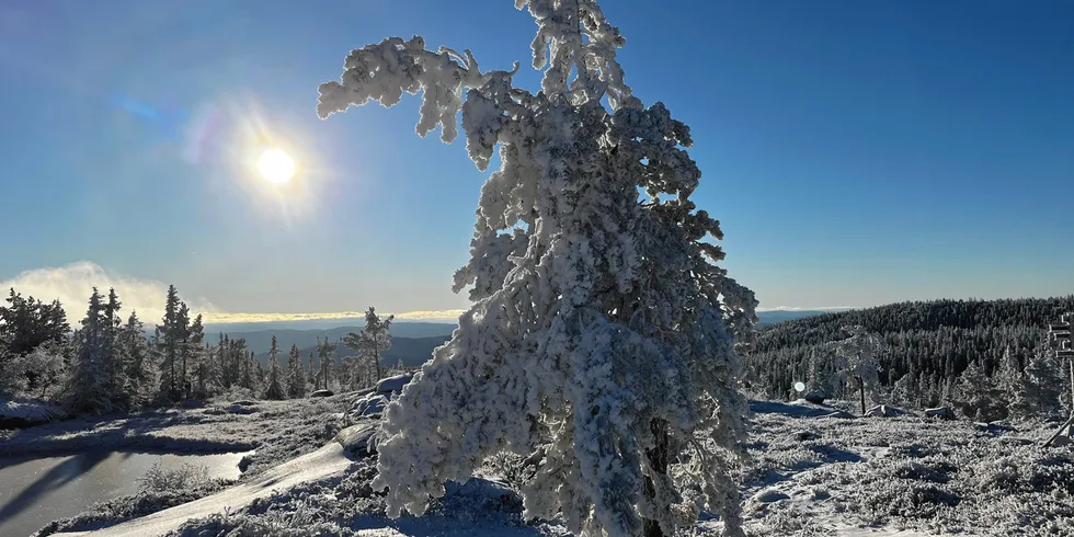 Kraftig strømpris-hopp i nord kan skyldes i stor grad den uventede prisoppgangen i Sverige den siste uken. Utsikter til lavere temperaturer og svakere ressursbalanse er bakgrunnen for at terminprisene stiger.