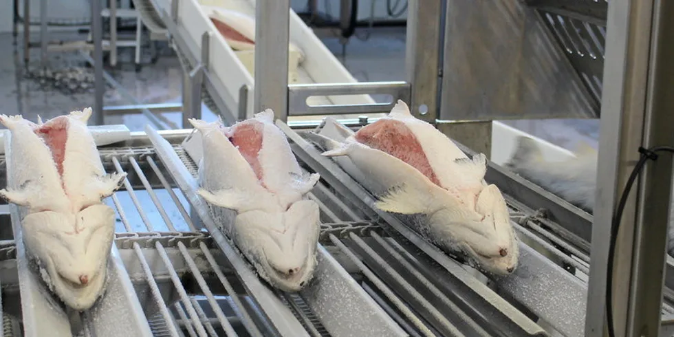 Illustrasjonsfoto: Hos Nordlaks på Stokmarknes i Vesterålen fryses laksen inn en egenutviklet måte, som på kort tid gjennomfryser hele fisken.