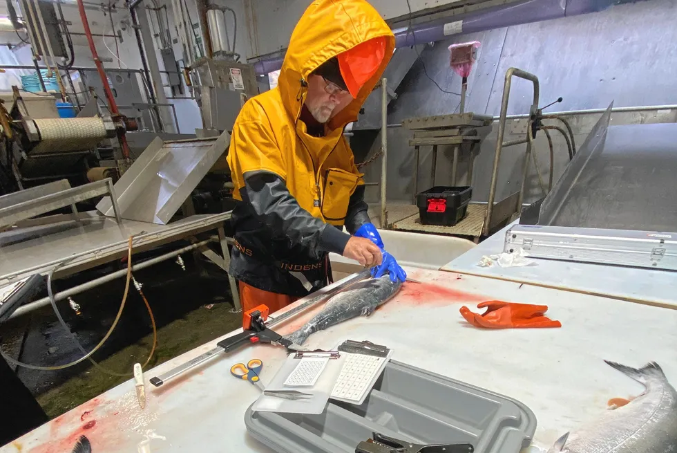 US Alaska pollock processors worked with the Bristol Bay Science and Research Institute (BBSRI) over the B fishing season to quantify the origin of the chum salmon caught in 2024.