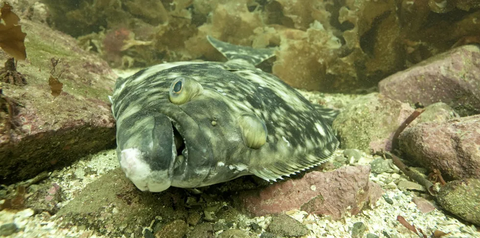 Kveita er nokså lokal av seg, noe Nordic Halibut mener vil lette gjenfangsten.