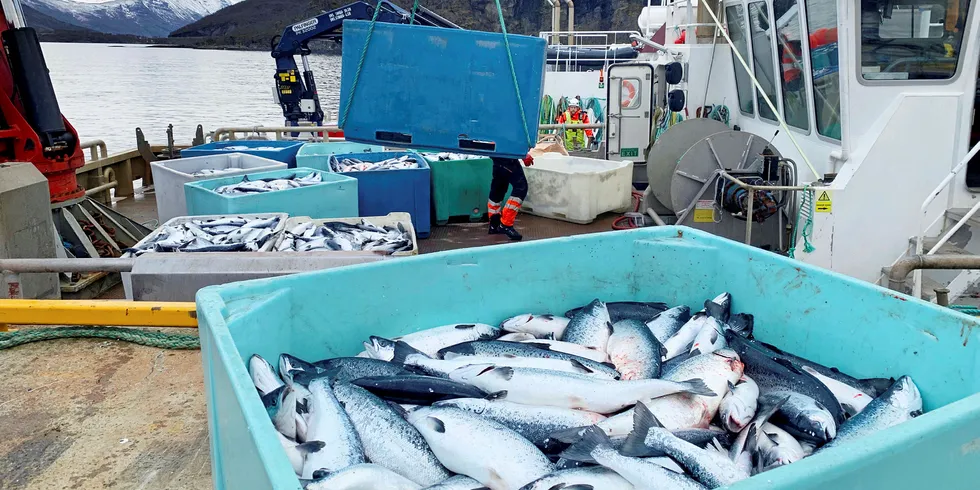 Kasse på kasse med død laks ble heist opp på kaia på landbasen til Northern Lights Salmon i Balteskard i Sør-Troms, etter at dødelige alger i fjor tok livet av flere hundre tusen laks.