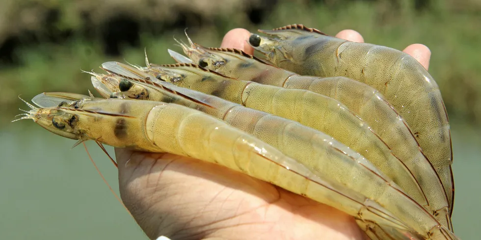 Gujarati farmed vannamei shrimp.