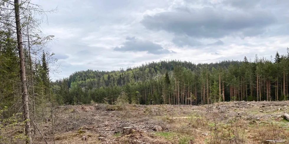 Her i Birkeland kommune vil Agder Energi bygge Norges største solpark: – Vi tror flere vil komme etter.