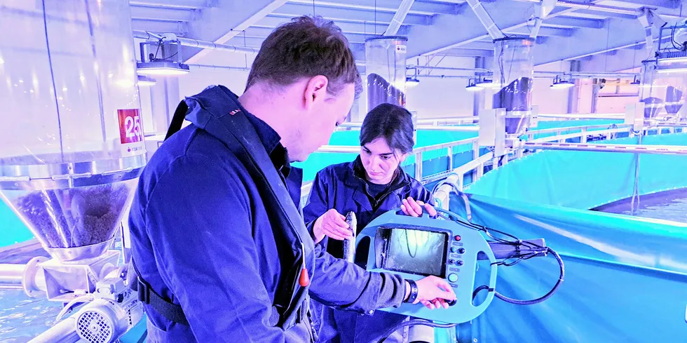 ALLER FØRST: I et blålig lys produserer Fredrikstad Seafood slakteklar laks på land. Selskapet er så langt Norges eneste kommersielle landbaserte lakseprodusent, og har nylig slaktet sin første laks.