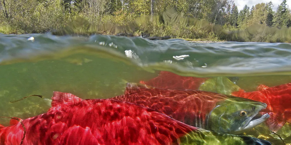 Researchers warn that salmon populations are diminishing in western BC.