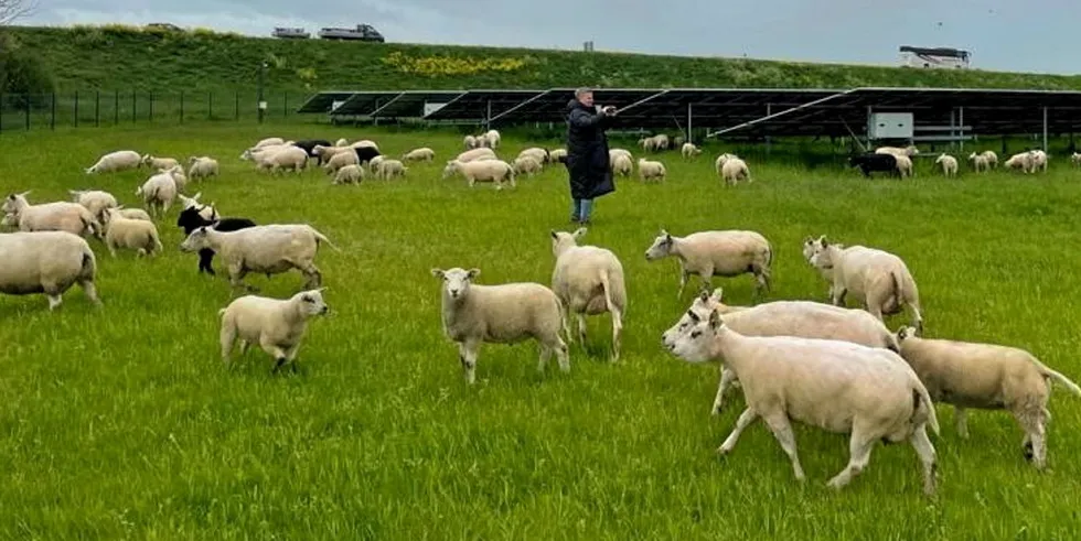 Drachtsterweg er et agrivoltaisk solkraftverk med samdrift. Energeia har nå flere solparker på gang i Norge.