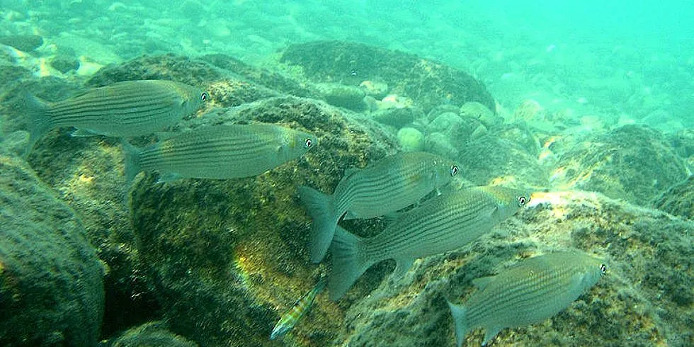 Multer er en viktig matkilde i Middelhavet. Av og til kan disse stimfiskene dukke opp på nordlige breddegrader. Foto: Wikimedia Commons/Ray Eye.
