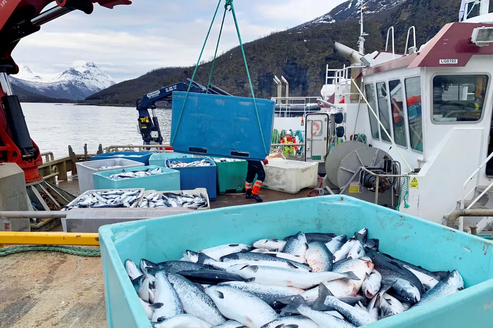 Kasse på kasse med død laks heises opp på kaia i Sør-Troms, etter at dødelige alger har tatt livet av flere hundre tusen laks. Hvordan skal slike tilfeller håndteres når det innføres bøter for død laks?
