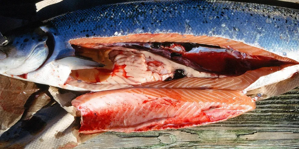 Bildet viser en fisk med IHN, som blant annet har fått sirkulasjonsproblemer og blødninger. En del av de forandringene man kan se med det blotte øye kan være ganske lik som med fisk med sykdommen ILA,, ifølge Veterinærinstituttet.