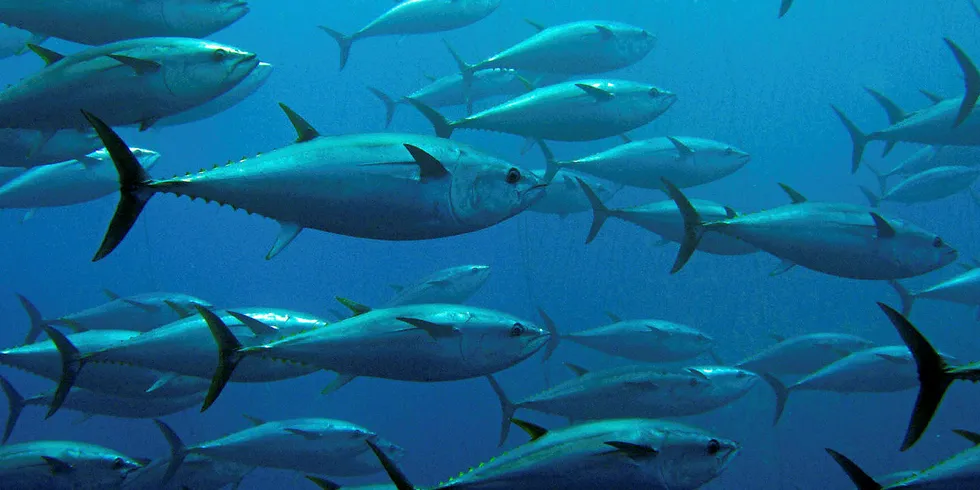 School of swimming tuna.