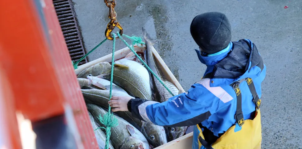 Torskekvoten kan bli lavere neste år, om forskernes råd følges.