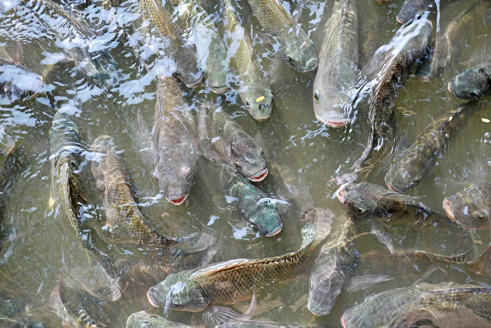 Tilapia well on the move: AAOG moving location of well on Tilapia field in Congo-Brazzaville