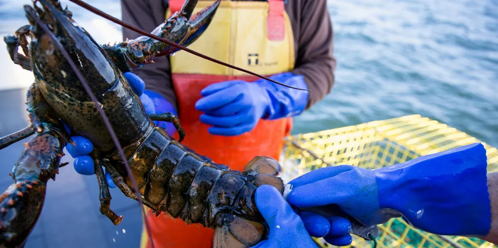 The US lobster industry in Maine is at the center of an ongoing debate over its impact on endangered North Atlantic right whales.