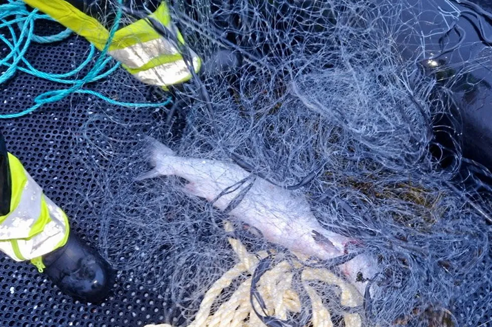 De ansatte i Akvafuture fikk raskt tak i den ene fisken som kom seg ut i forbindelse med levering av slakteklar fisk..