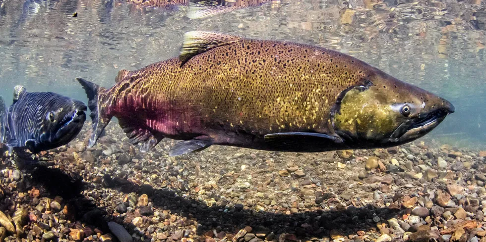 Et virus funnet i vill Chinook-laks er blitt koblet til fremveksten av lakseoppdrett i British Columbia.