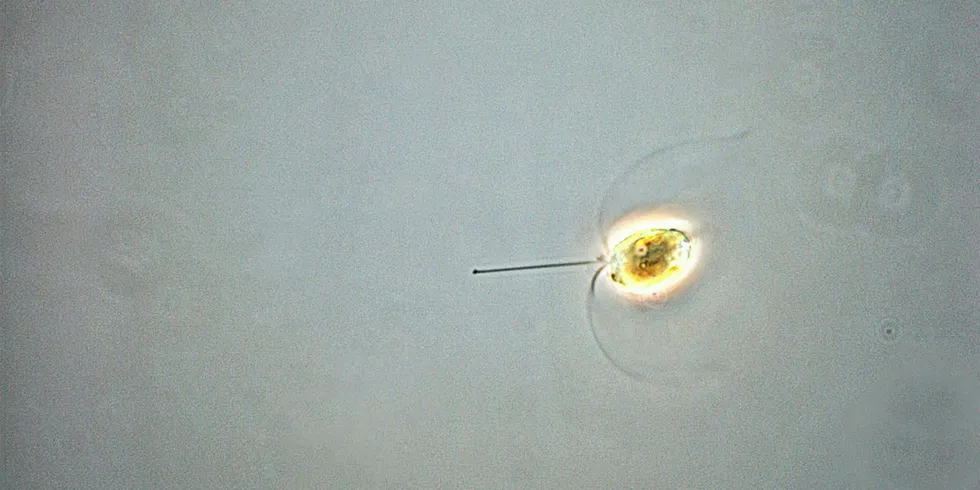 Oppblomstring av planktonalgen Chrysochromulina er årsak til dødelighet hos laks i Nord-Norge. Flere arter innenfor slekten har vært knyttet til fiskedød i norske farvann.