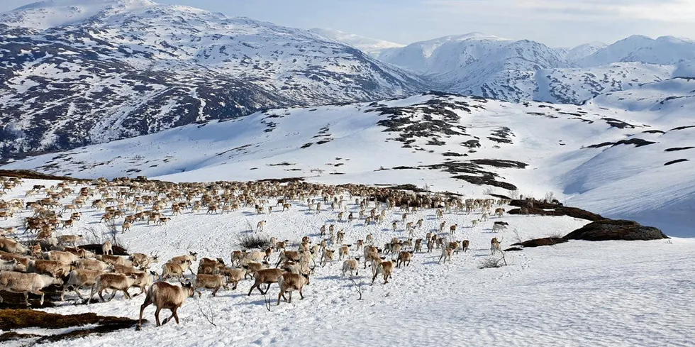 Den nye saksbehandlingsprosessen for vindkraft vil føre til mer tidsbruk for alle parter, og det vil bli enda mer krevende for reindriftnæringen å følge prosessene enn i dag, mener NVE. Illustrasjonsbilde av reinflokk ved Sirijordaksla, Nordland.