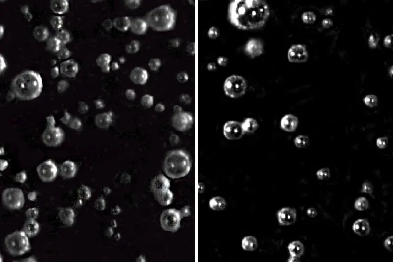 Bubble size and dispersal rates using direct current (left) and high-frequency pulsed electrolysis (right) at eight volts.