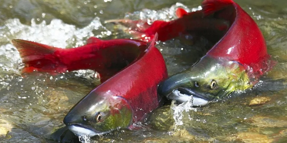 The Bristol Bay wild sockeye salmon run is one of the largest animal migrations on the face of the planet.