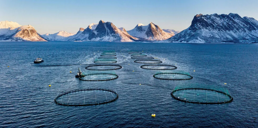 Fra en kyst-kommune: Flakstadvåg Laks’ lokalitet Hallvardsøy i Selfjorden på Senja.