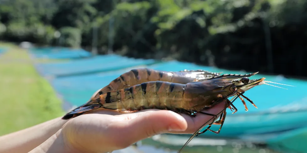 Project Sea Dragon had ambitions of producing 150,000 metric tons of shrimp per year.