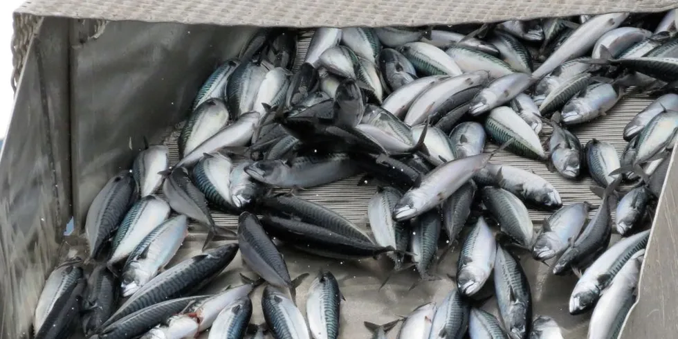 Kveis er ein parasitt fisk som makrell får i seg gjennom maten. Den kan faktisk bidra til at fisken held seg betre, ifølgje ny forskning. Illustrasjonsfoto: Jon Eirik Olsen