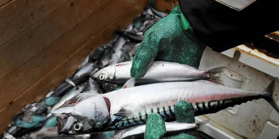 MAKRELLRÅD: Med forskernes signaler om dystre utsikter for makrellbestanden, har fiskerne fått nok og ber om at det ikke kommer makrellråd fra ICES som planlagt fredag.Foto: Havforskningsinstituttet