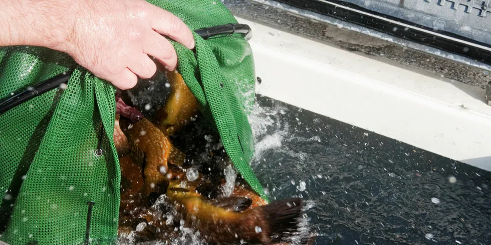 MANGE: Fiske etter leppefisk er blitt en populær sommeraktivitet blant ungdom.