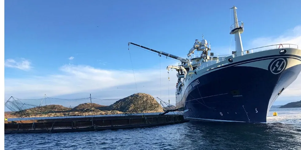 Slaktebåten «Norwegian Gannet» i aksjon ved en merd.