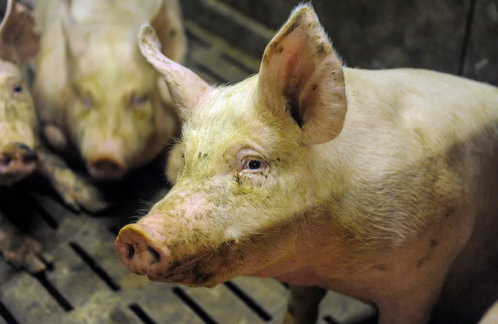 Griser på en gård i det vestlige Frankrike. EUs felles landbrukspolitikk, Common Agricultural Policy (CAP), har vært et smertensbarn for unionen i mange tiår.