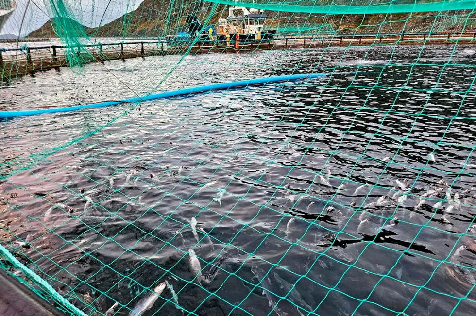 Skjermdumper fra tilsynsrapport ved Grieg Seafood sin lokalitet Vinnalandet.