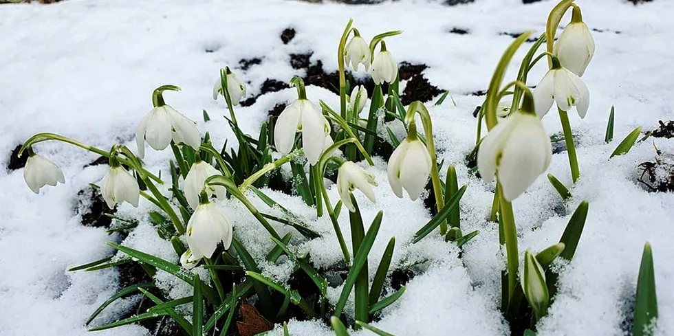 Den varmeste vinteren på 120 år ga en uvanlig tidlig blomstring.