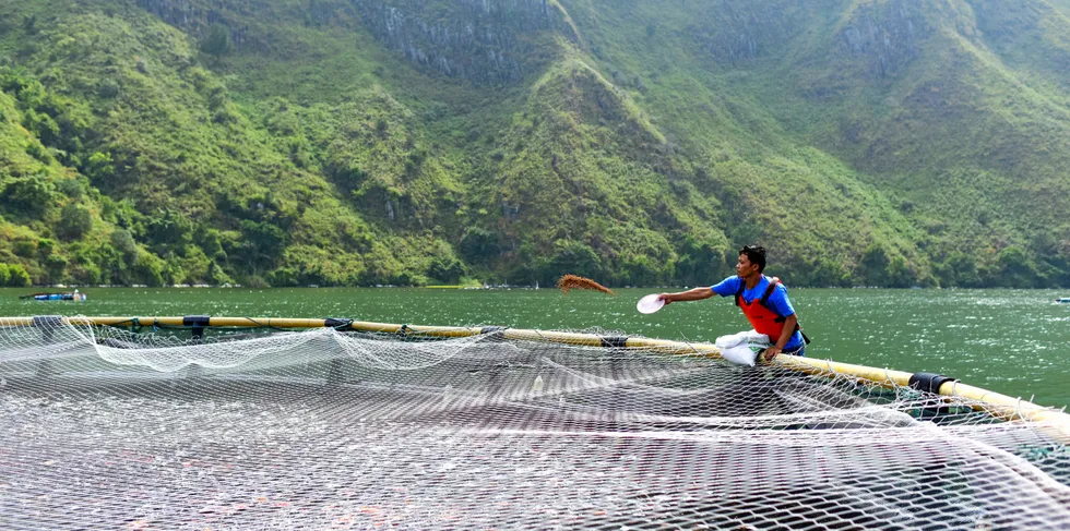 Benchmark Genetics inngår samarbeid med Regal Springs. Bildet viser fôring av Tilapia i Lake Toba i Indonesia.