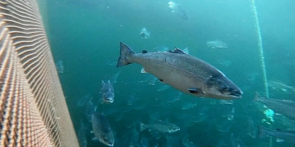 Fisken som har rømt er circa 3 kilo i størrelse.