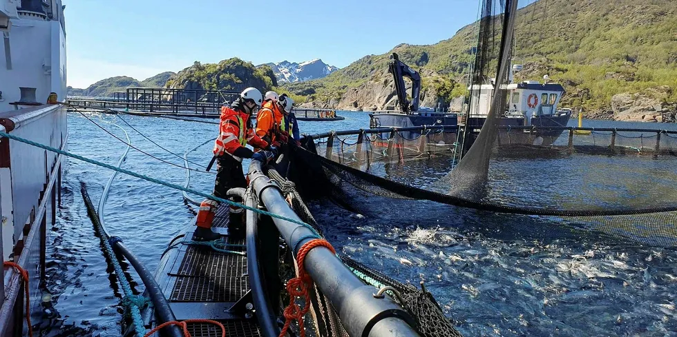 Nordlaks «evakuerte» laks i sommer, grunnet algesituasjonen.