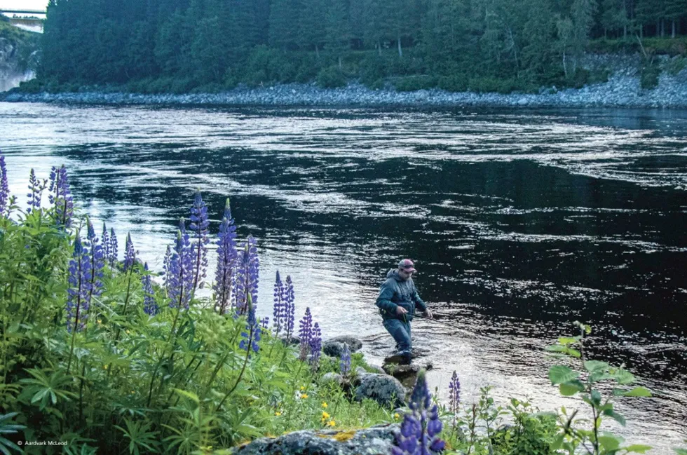 Laksefiskere blir et sjeldent syn i sørnorske elver fremover etter at Miljødirektoratet har stengt en rekke elver ut sesongen.